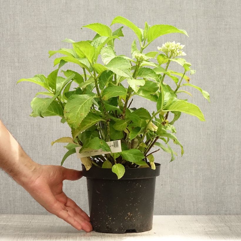 Esemplare di Hydrangea macrophylla Schneeball - Ortensia Vaso da 3L/4L consegnato in estate