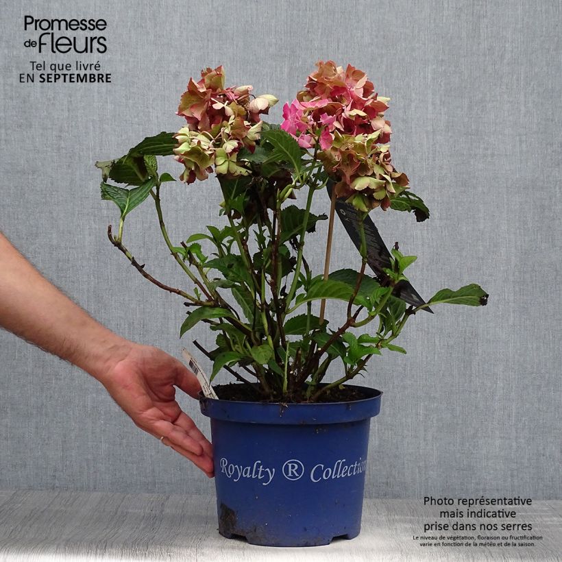 Esemplare di Hydrangea macrophylla Dutch Ladies Selma - Ortensia Vaso da 4L/5L come consegnato in autunno