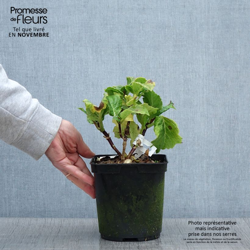 Esemplare di Hydrangea macrophylla So Long Aya - Ortensia Vaso da 3L/4L come consegnato in autunno