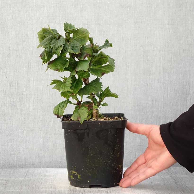 Hydrangea macrophylla So Long Aya - Ortensia Vaso da 3L/4L esemplare consegnato in primavera