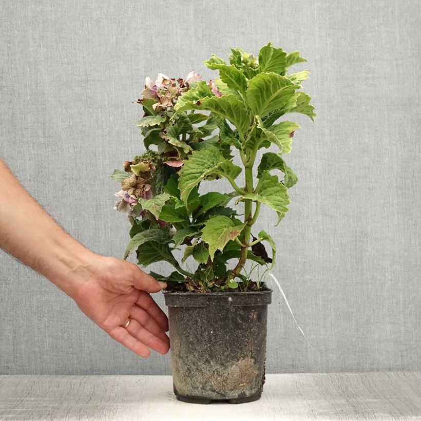 Esemplare di Hydrangea macrophylla So Long Starlit Sky - Ortensia Vaso da 3L/4L consegnato in estate