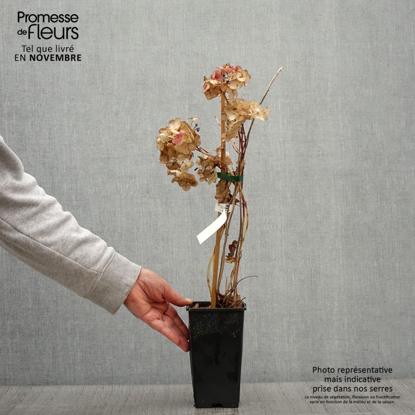 Esemplare di Hydrangea macrophylla So Long Rosy - Ortensia Vaso da 1,5L/2L come consegnato in autunno