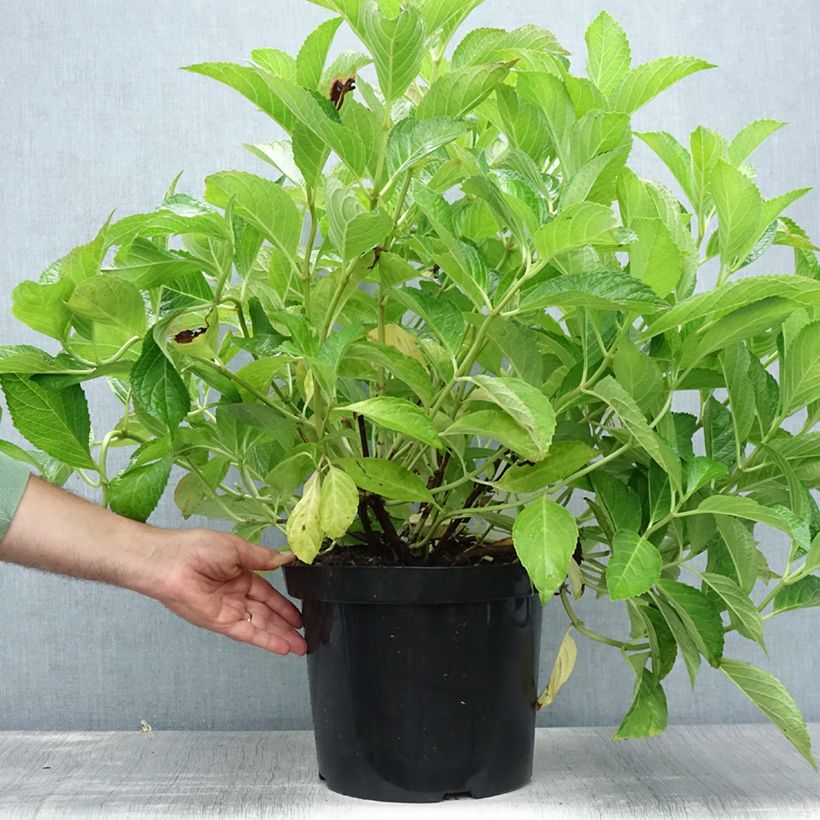 Esemplare di Hydrangea macrophylla Soeur Thérèse - Ortensia Vaso da 7,5L/10L consegnato in estate