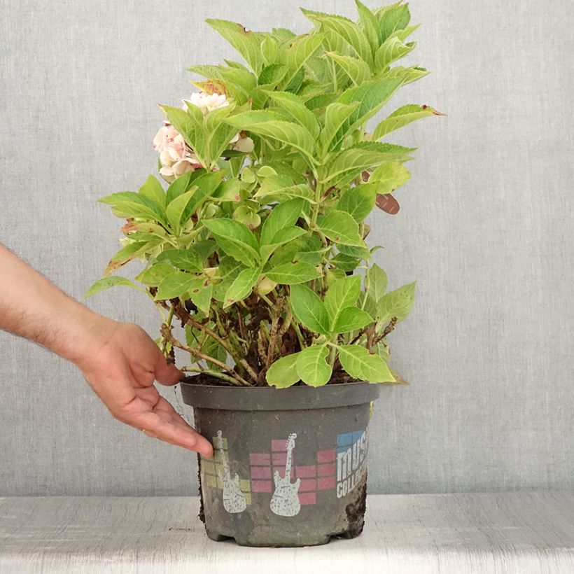 Esemplare di Hydrangea macrophylla Soft Pink Salsa - Ortensia Vaso da 4L/5L consegnato in estate