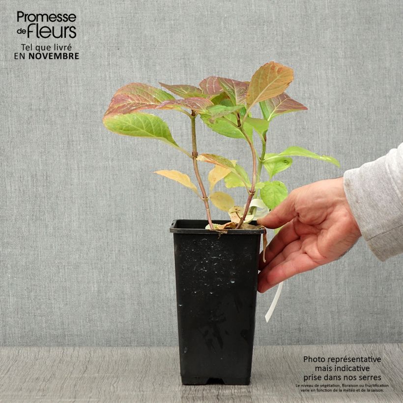 Esemplare di Hydrangea macrophylla Tinkerbell - Ortensia Vaso da 1,5L/2L come consegnato in autunno
