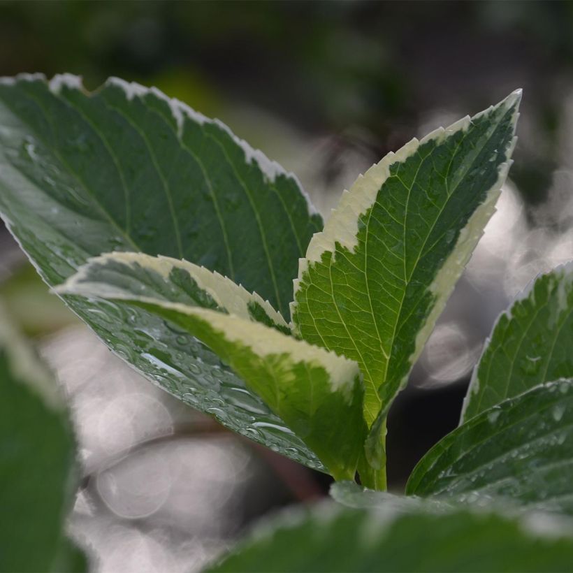 Hydrangea macrophylla Tricolor - Ortensia (Fogliame)