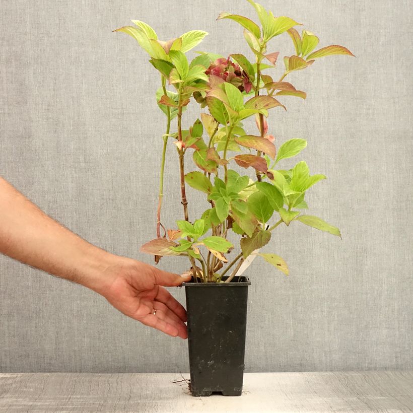 Esemplare di Hydrangea macrophylla Valvert - Ortensia Vaso da 1,5L/2L consegnato in estate