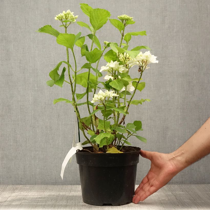 Esemplare di Hydrangea macrophylla Verdi - Ortensia Vaso da 4L/5L consegnato in estate
