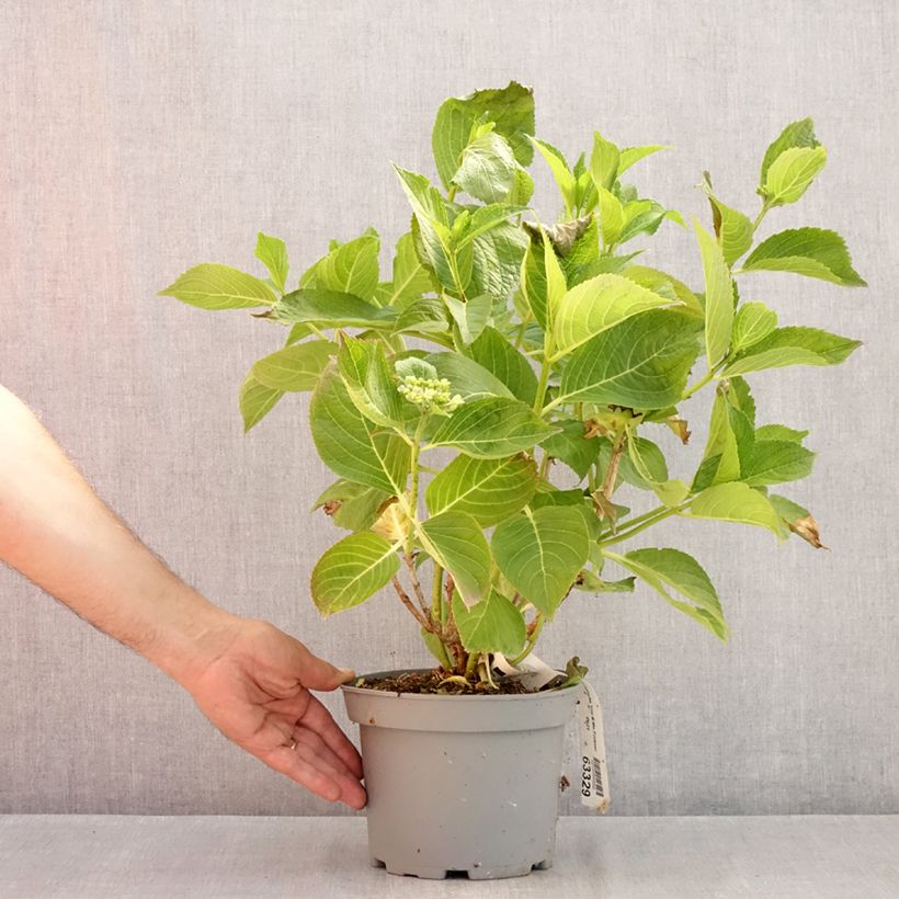 Esemplare di Hydrangea macrophylla You and Me Forever - Ortensia Vaso da 2L/3L consegnato in estate