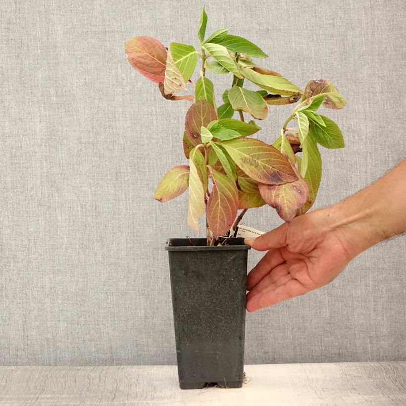 Esemplare di Hydrangea macrophylla You and Me Romance - Ortensia Vaso da 1,5L/2L consegnato in estate