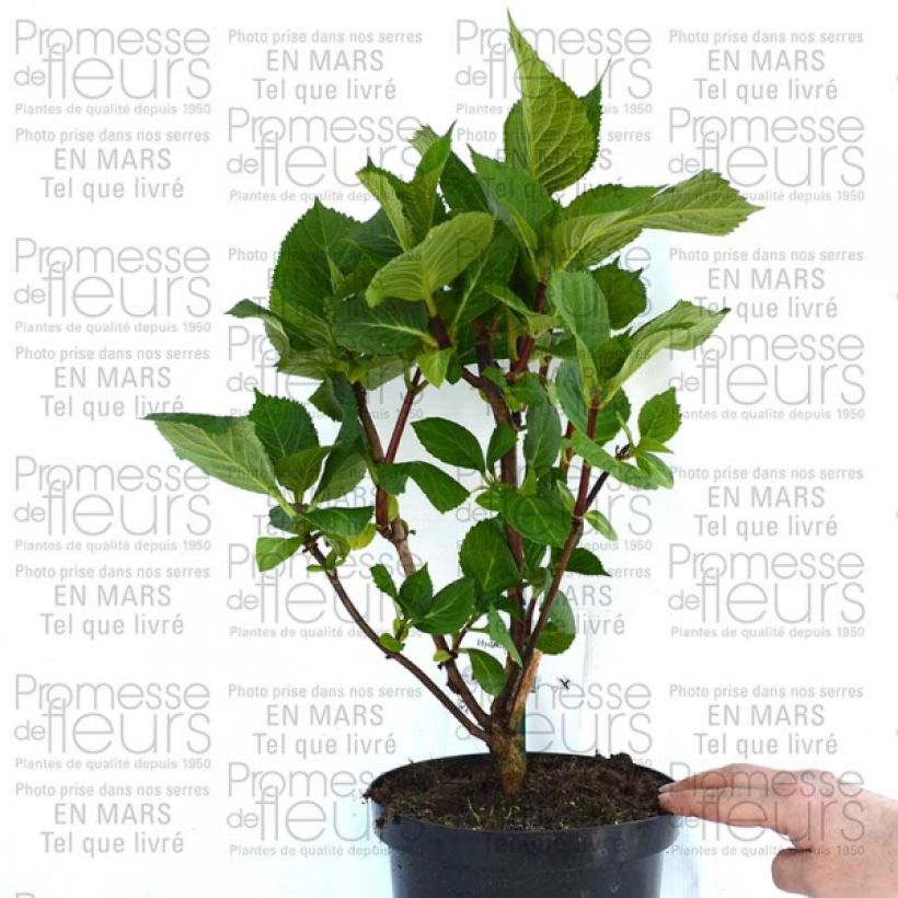Esempio di esemplare Hydrangea macrophylla Zorro Blue - Ortensia Vaso da 2L/3LAltezza consegnata circa 15/20cm come consegnato