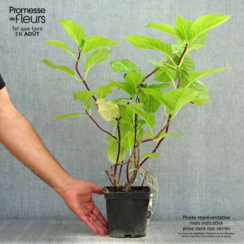 Esemplare di Hydrangea macrophylla Zorro - Ortensia Vaso da 2L/3L consegnato in estate
