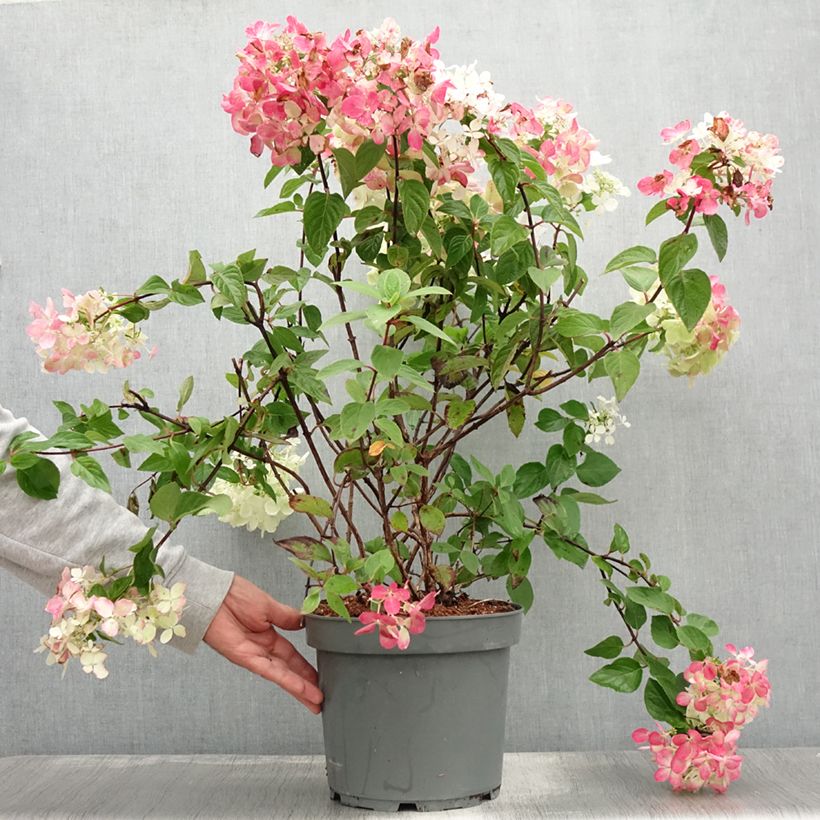 Esemplare di Hydrangea paniculata Diamant Rouge - Ortensia paniculata Vaso da 7,5L/10L consegnato in estate