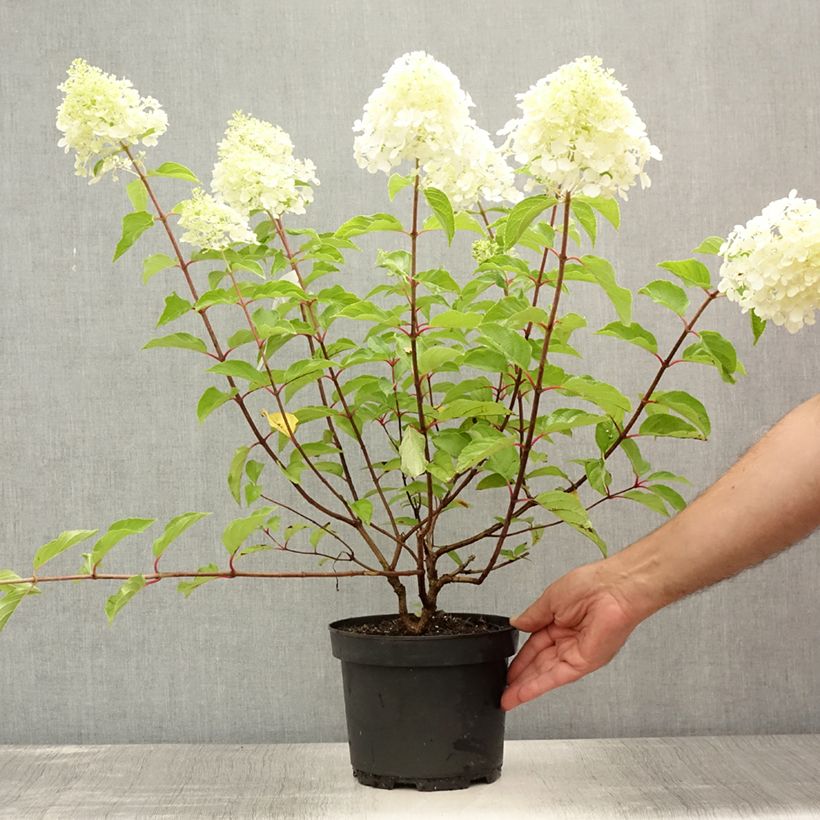 Esemplare di Hydrangea paniculata Diamant Rouge - Ortensia paniculata Vaso da 2L/3L consegnato in estate