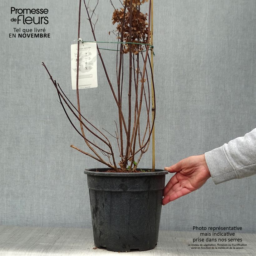 Esemplare di Hydrangea paniculata Fraise Melba - Ortensia paniculata Vaso da 7,5L/10L come consegnato in autunno