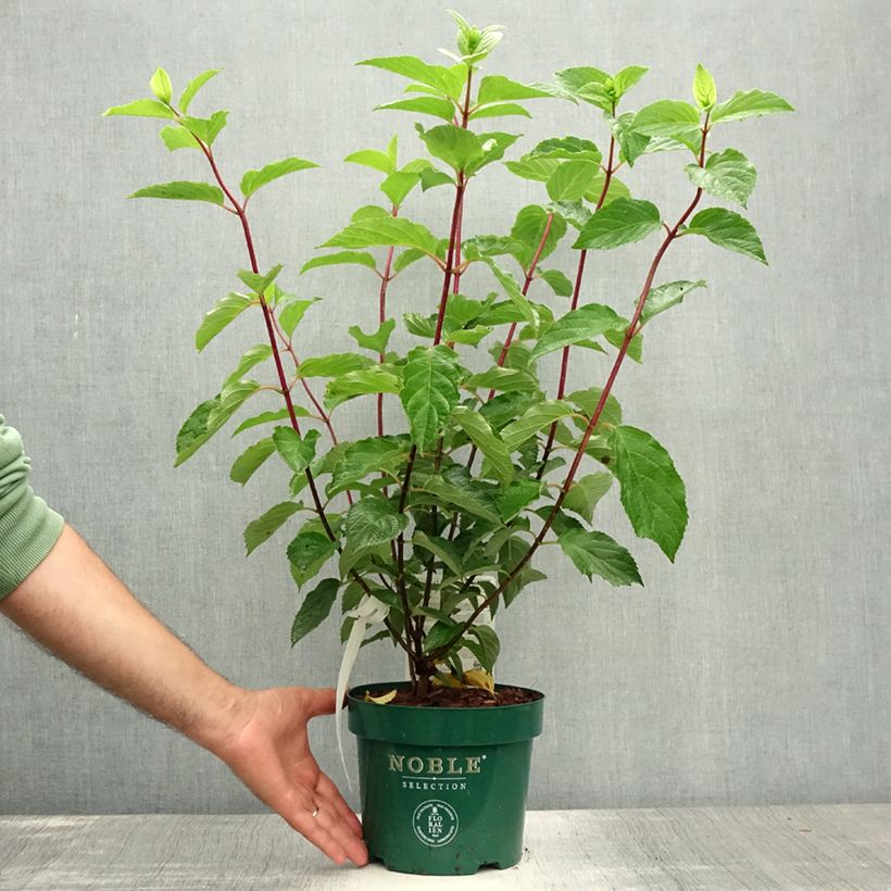Esemplare di Hydrangea paniculata Fraise Melba - Ortensia paniculata Vaso da 3L/4L consegnato in estate