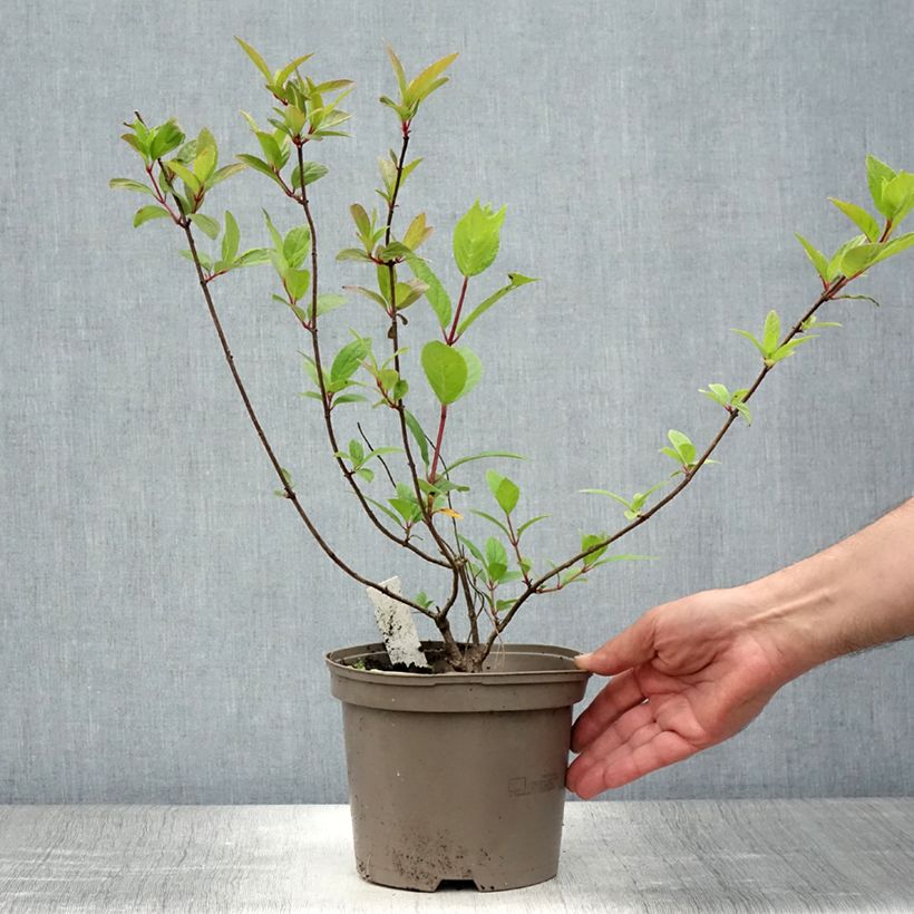 Esemplare di Hydrangea paniculata Grandiflora - Ortensia paniculata Vaso da 3L/4L consegnato in estate