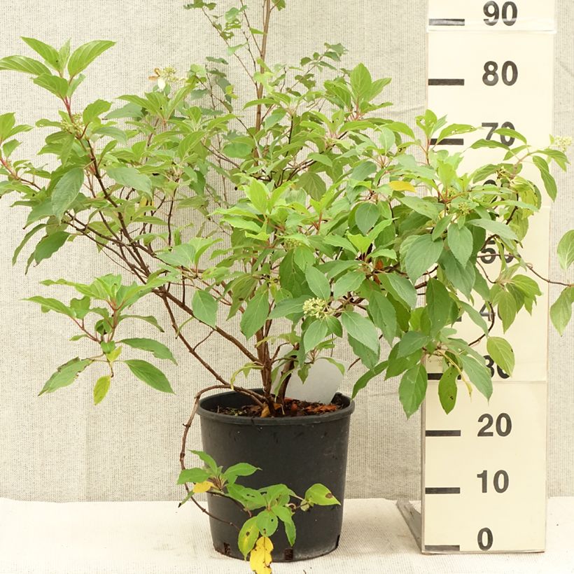 Esemplare di Hydrangea paniculata Great Star Le Vasterival - Ortensia paniculata Vaso da 7,5L/10L consegnato in estate