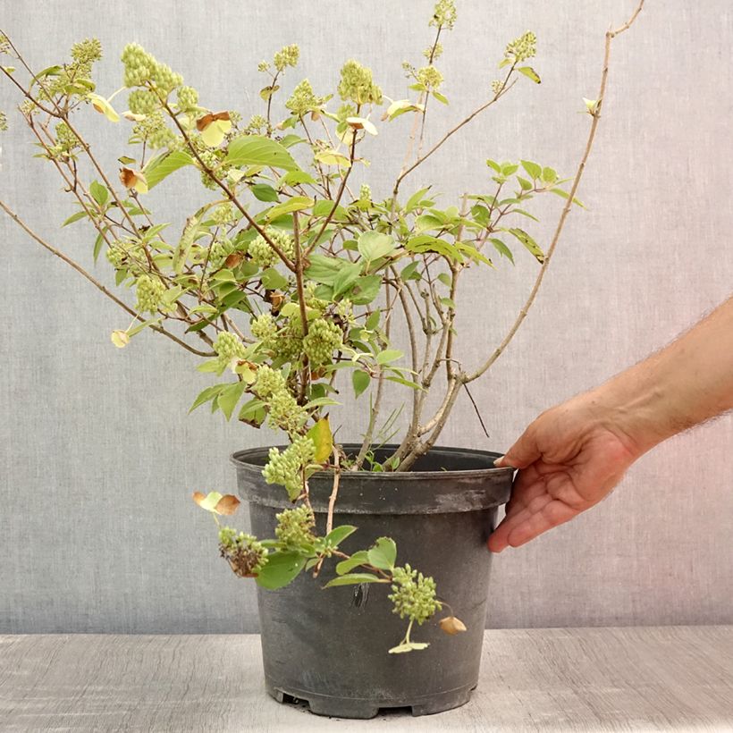 Esemplare di Hydrangea paniculata Kyushu - Ortensia paniculata Vaso da 7,5L/10L consegnato in estate
