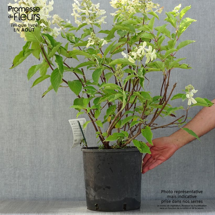 Esemplare di Hydrangea paniculata Levana - Ortensia paniculata Vaso da 7,5L/10L consegnato in estate