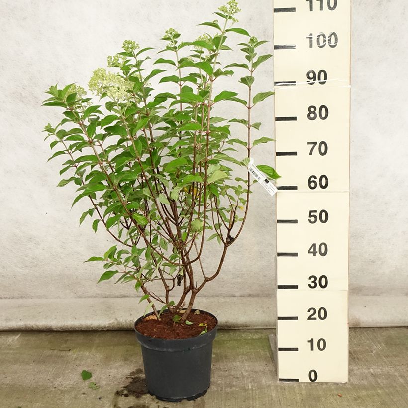 Esemplare di Hydrangea paniculata Limelight - Ortensia paniculata Vaso da 6L/7L consegnato in estate