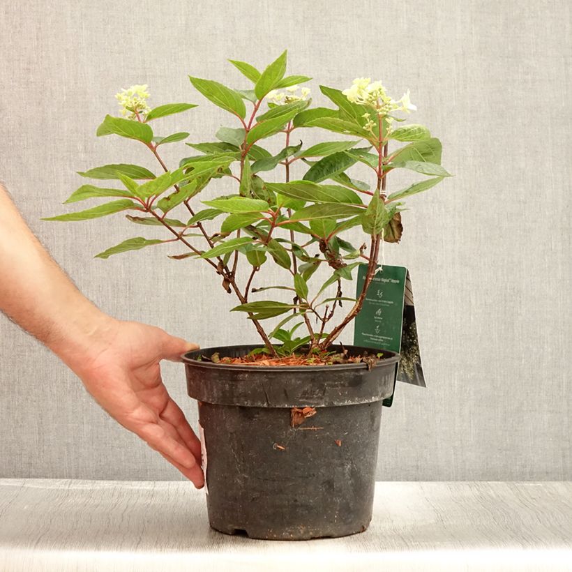 Esemplare di Hydrangea paniculata Magical Vesuvio - Ortensia paniculata Vaso da 4L/5L consegnato in estate