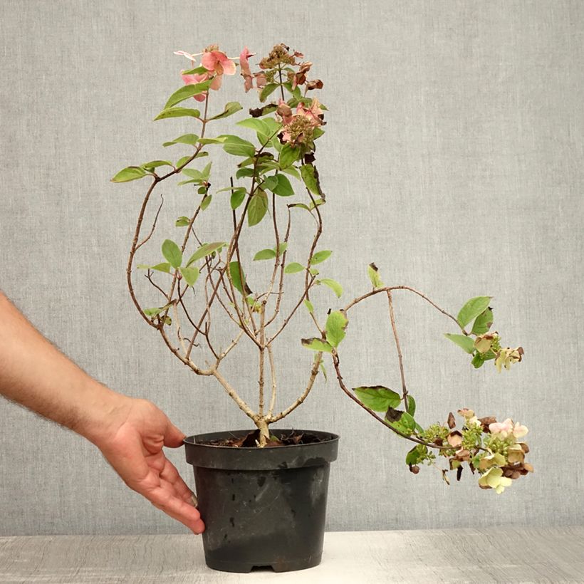 Esemplare di Hydrangea paniculata Mega Mindy - Ortensia paniculata Vaso da 2L/3L consegnato in estate