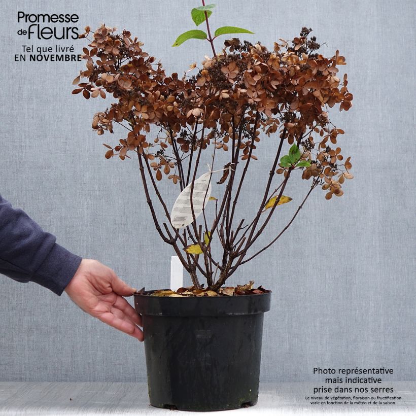 Esemplare di Hydrangea paniculata Pastelgreen - Ortensia paniculata Vaso da 7,5L/10L come consegnato in autunno