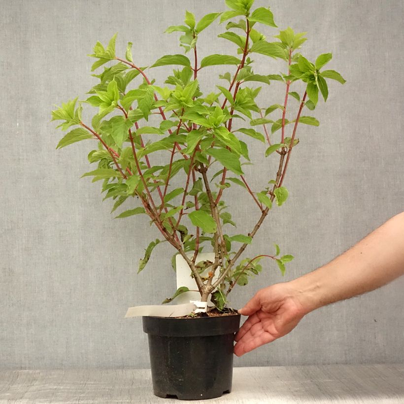 Esemplare di Hydrangea paniculata Phantom - Ortensia paniculata Vaso da 2L/3L consegnato in estate