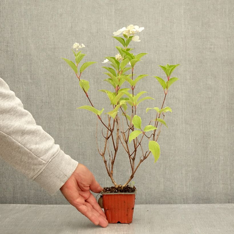 Esemplare di Hydrangea paniculata Pink Diamond - Ortensia paniculata Vasetto da 8/9 cm consegnato in estate