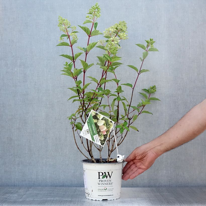 Esemplare di Hydrangea paniculata Pinkachu - Ortensia paniculata Vaso da 3L/4L consegnato in estate