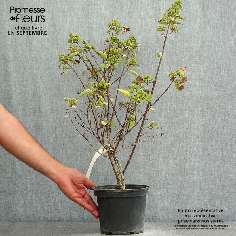 Esemplare di Hydrangea paniculata Prim White - Ortensia paniculata Vaso da 2L/3L consegnato in estate
