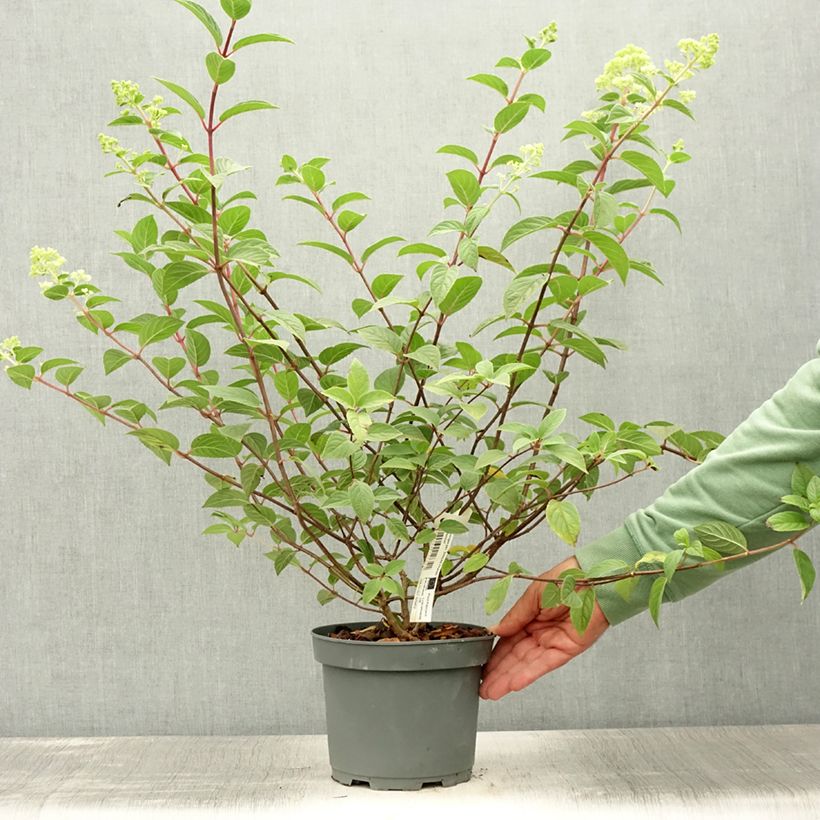 Esemplare di Hydrangea paniculata Sundae Fraise - Ortensia paniculata Vaso da 2L/3L consegnato in estate