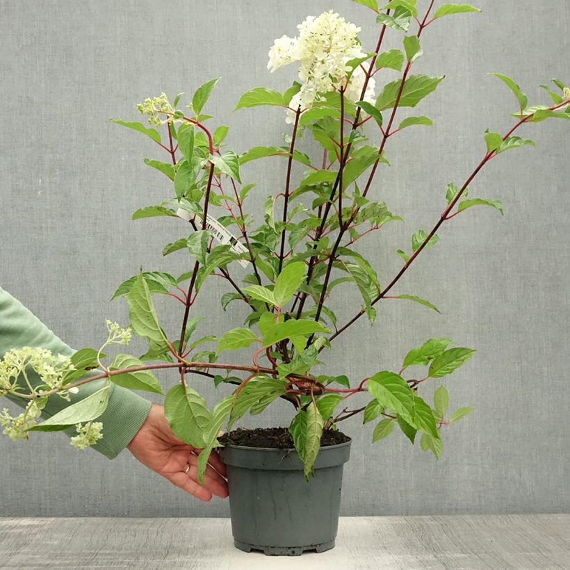 Esemplare di Hydrangea paniculata Vanille Fraise - Ortensia paniculata Vaso da 2L/3L consegnato in estate