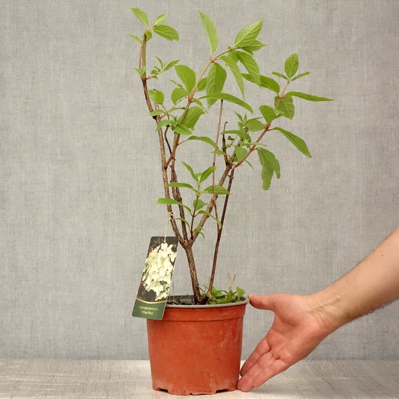 Esemplare di Hydrangea paniculata White Moth - Ortensia paniculata Vaso da 2L/3L consegnato in estate