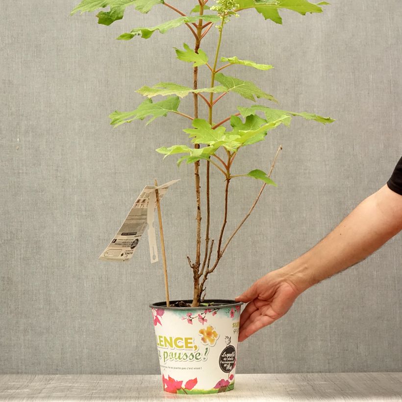 Esemplare di Hydrangea quercifolia Applause - Ortensia a foglie di quercia Vaso da 4L/5L consegnato in estate