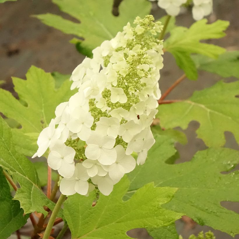 Hydrangea quercifolia Applause - Ortensia a foglie di quercia (Fioritura)