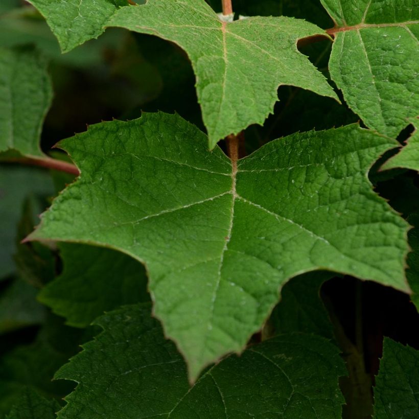 Hydrangea quercifolia Harmony - Ortensia a foglie di quercia (Fogliame)