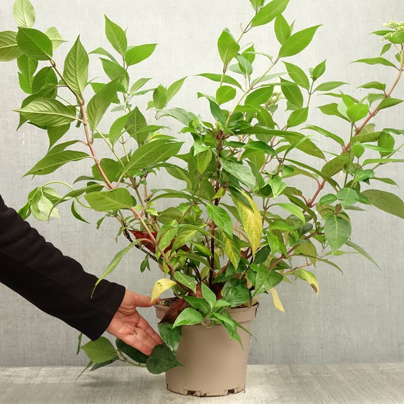 Esemplare di Hydrangea Renaissance - Ortensia Vaso da 4L/5L come consegnato in autunno
