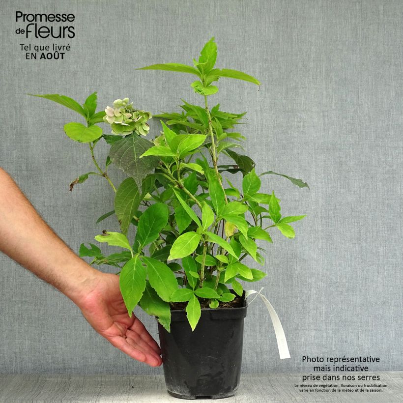 Esemplare di Hydrangea serrata Blue Deckle - Ortensia Vaso da 2L/3L consegnato in estate
