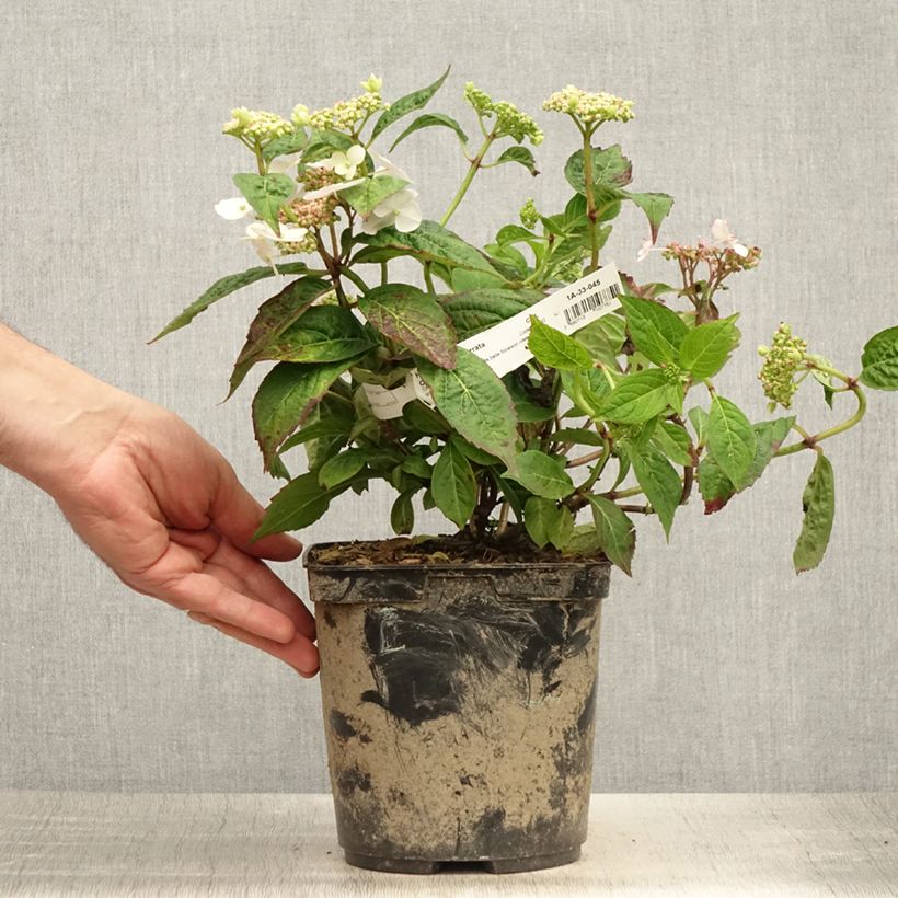 Esemplare di Hydrangea serrata Cap Sizun - Ortensia Vaso da 2L/3L consegnato in estate