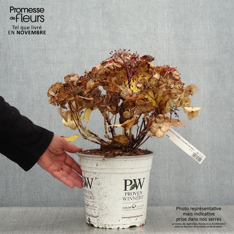 Esemplare di Hydrangea serrata Cotton Candy - Ortensia Vaso da 4L/5L come consegnato in autunno
