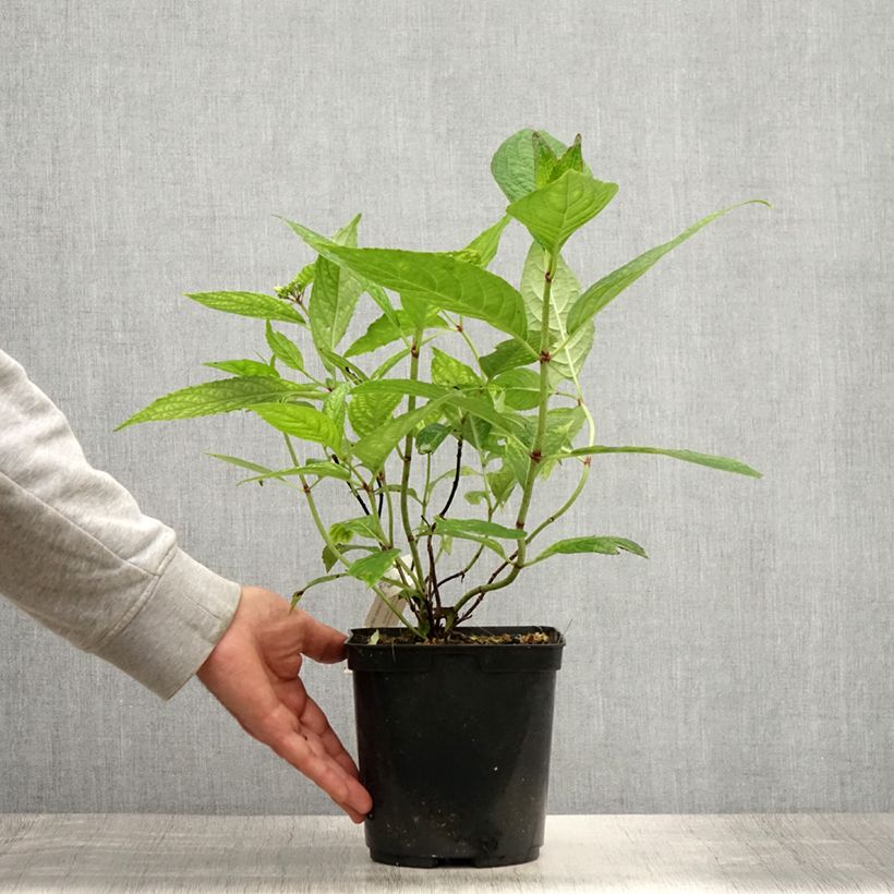 Esemplare di Hydrangea serrata Grayswood - Ortensia Vaso da 2L/3L consegnato in estate