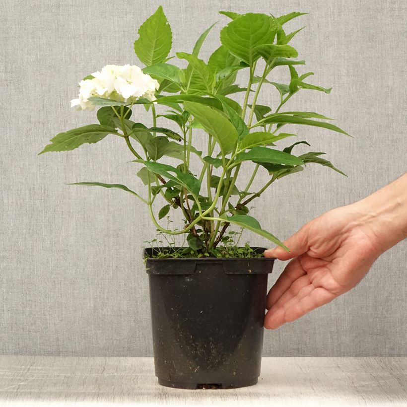 Esemplare di Hydrangea serrata Impératrice Eugénie - Ortensia Vaso da 2L/3L consegnato in estate