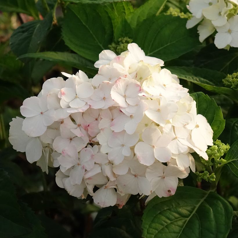 Hydrangea serrata Impératrice Eugénie - Ortensia (Fioritura)