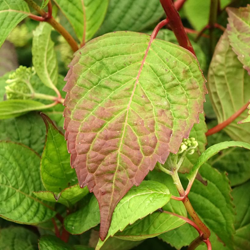 Hydrangea serrata Klaveren - Ortensia (Fogliame)