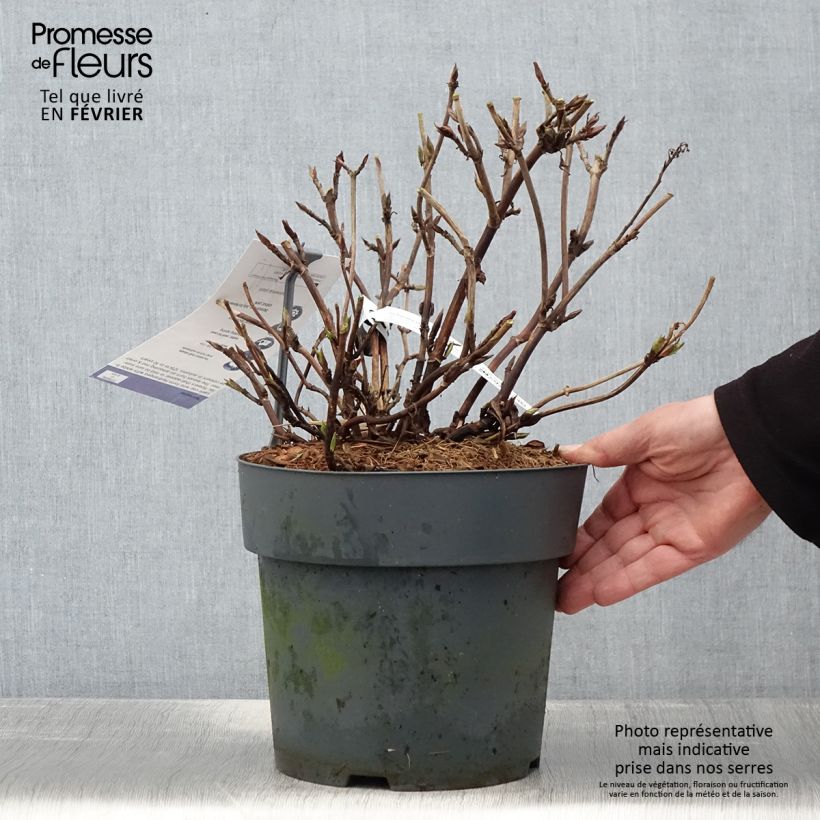 Hydrangea serrata Koreana - Ortensia Vaso da 6L/7L esemplare consegnato in inverno