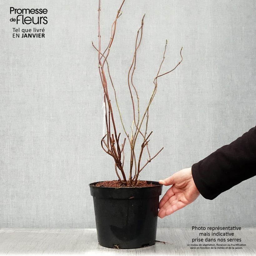 Hydrangea serrata Oamacha - Ortensia Vaso da 2L/3L esemplare consegnato in inverno