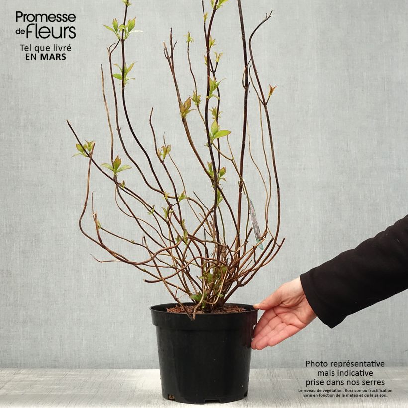 Hydrangea serrata Oamacha - Ortensia Vaso da 2L/3L esemplare consegnato in primavera