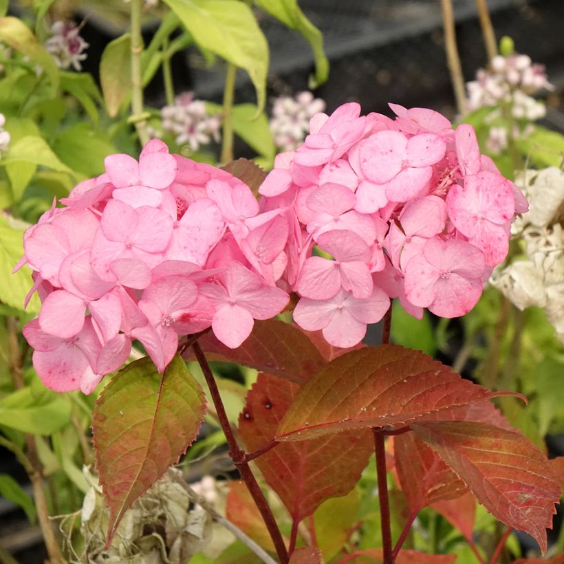 Hydrangea serrata Precioza - Ortensia (Fioritura)